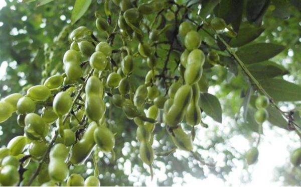 Fructus Sophorae Extract Powder Fructus Sophorae Extract Powder